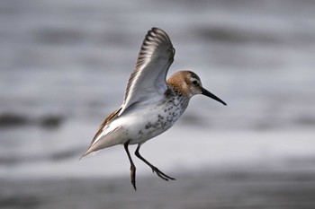 Dunlin Sambanze Tideland Sat, 10/7/2023