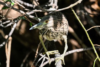 Black-crowned Night Heron 久喜菖蒲公園 Fri, 10/13/2023