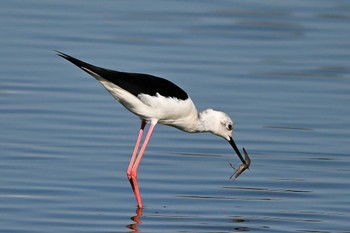 Black-winged Stilt Isanuma Thu, 10/12/2023