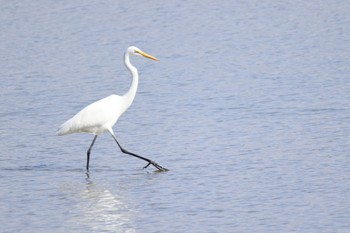 ダイサギ いしかり調整池(石狩調整池) 2023年10月11日(水)