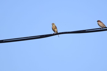 Wed, 10/11/2023 Birding report at いしかり調整池(石狩調整池)