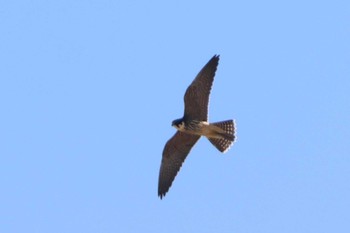 Eurasian Hobby Cape Irago Thu, 10/12/2023