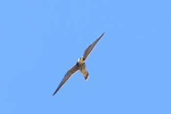 Eurasian Hobby Cape Irago Thu, 10/12/2023