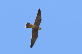 2023年10月12日(木) 伊良湖岬の野鳥観察記録