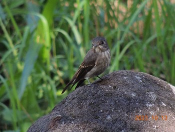 Dark-sided Flycatcher Kasai Rinkai Park Fri, 10/13/2023