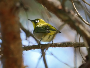 2023年10月13日(金) 水元公園の野鳥観察記録