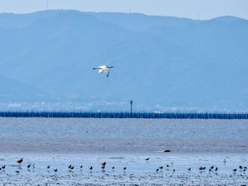 Black-winged Stilt Daijugarami Higashiyoka Coast Mon, 10/2/2023