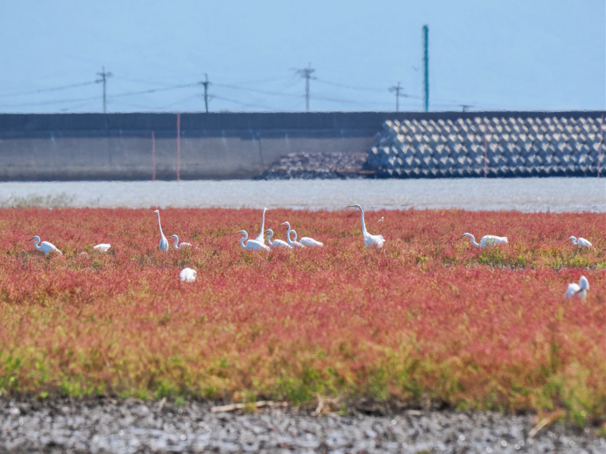 Great Egret