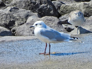 Saunders's Gull Daijugarami Higashiyoka Coast Mon, 10/2/2023