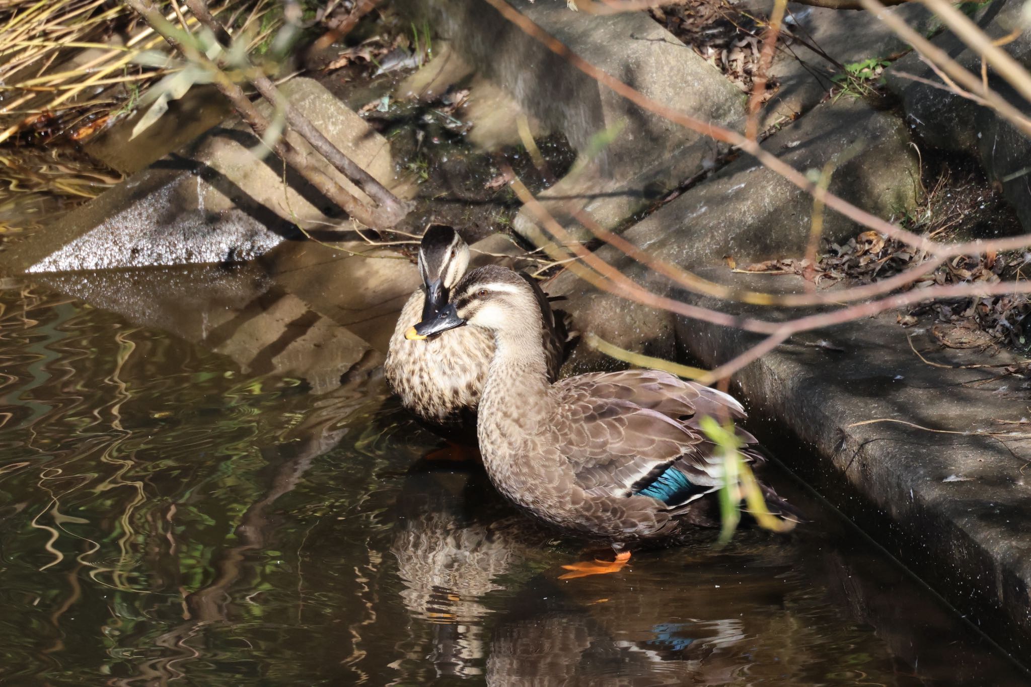 長都沼(千歳市) カルガモの写真 by will 73