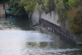 Sat, 10/7/2023 Birding report at 土留木川河口(東海市)