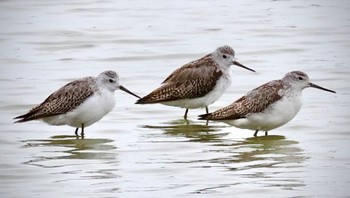 2023年10月8日(日) 伊佐沼の野鳥観察記録