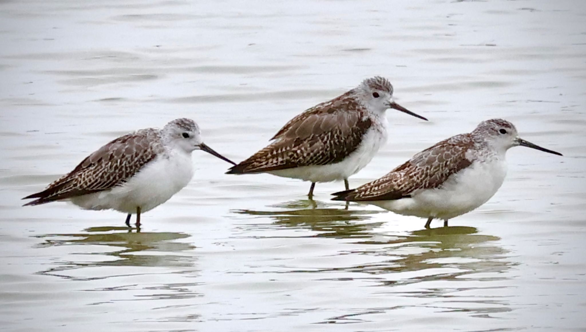 Photo of Marsh Sandpiper at Isanuma by カバ山PE太郎