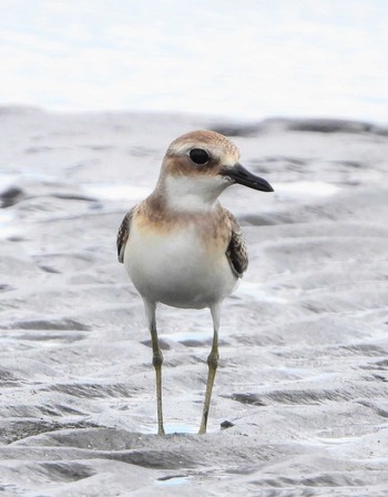 Greater Sand Plover Unknown Spots Sun, 9/3/2023