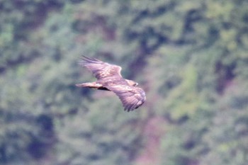 イヌワシ 滋賀県 2018年9月23日(日)