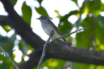 エゾビタキ 東京港野鳥公園 2023年10月13日(金)