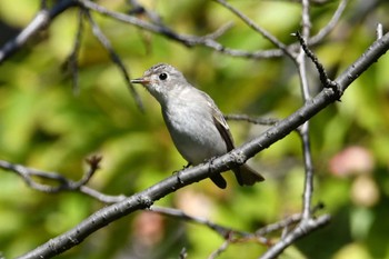 コサメビタキ 東京港野鳥公園 2023年10月13日(金)