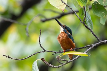 2023年10月8日(日) 上野恩賜公園の野鳥観察記録