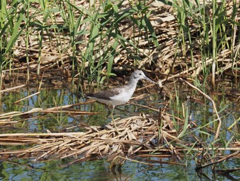 アオアシシギ 東京港野鳥公園 2023年10月12日(木)