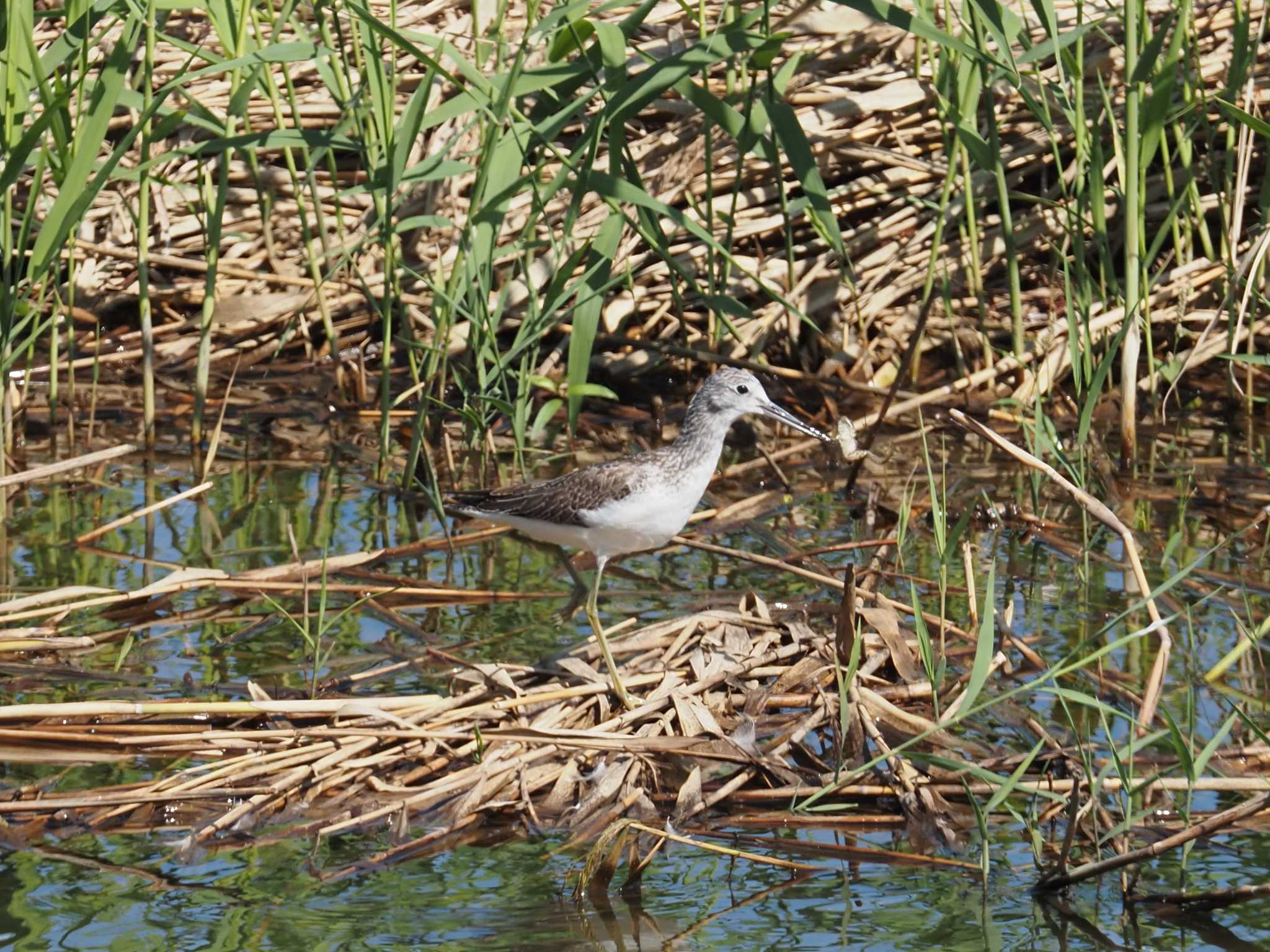 東京港野鳥公園 アオアシシギの写真 by とみた