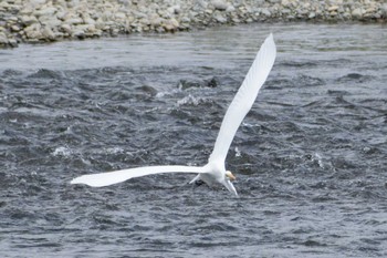 2018年9月23日(日) 多摩川二ヶ領宿河原堰の野鳥観察記録