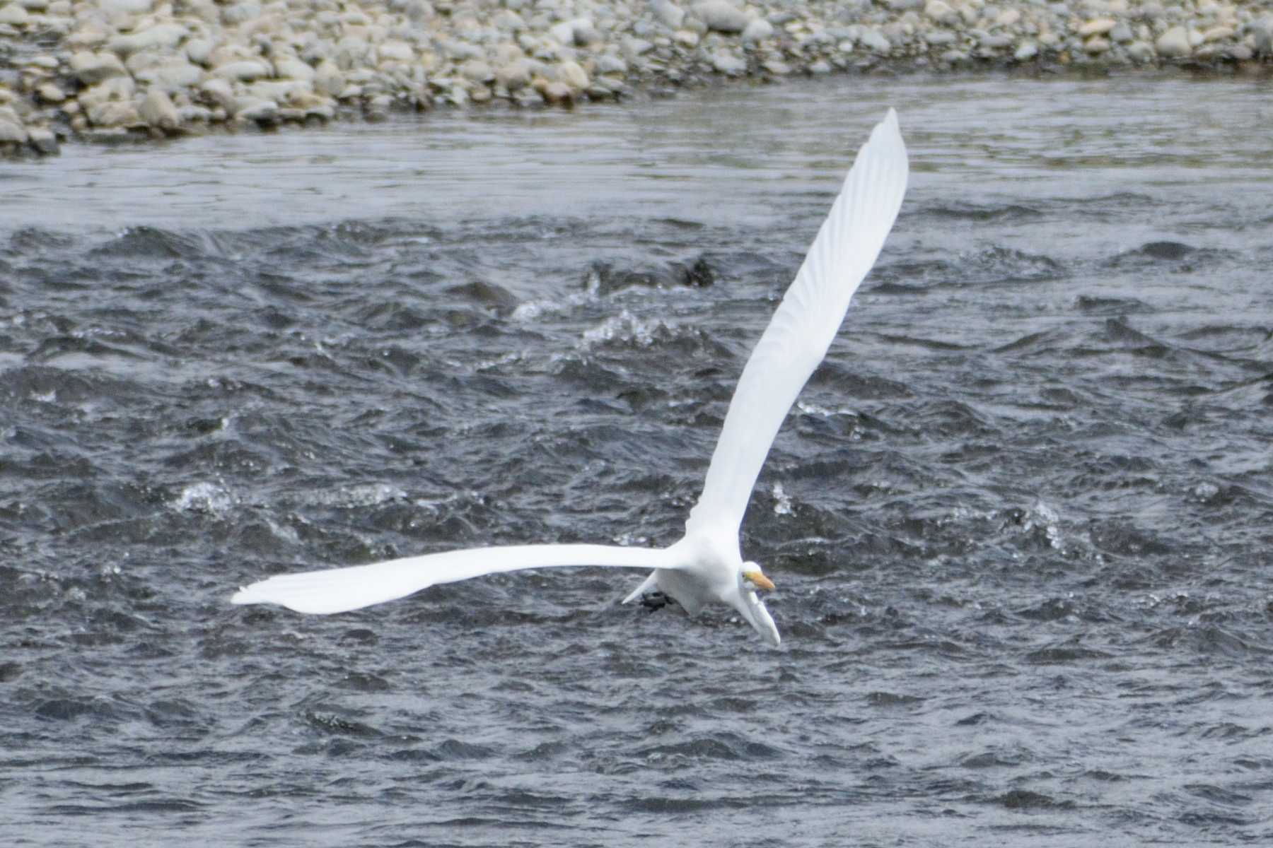 Great Egret