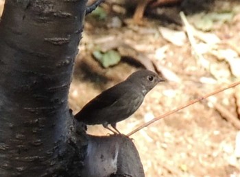 Dark-sided Flycatcher Kasai Rinkai Park Fri, 10/13/2023