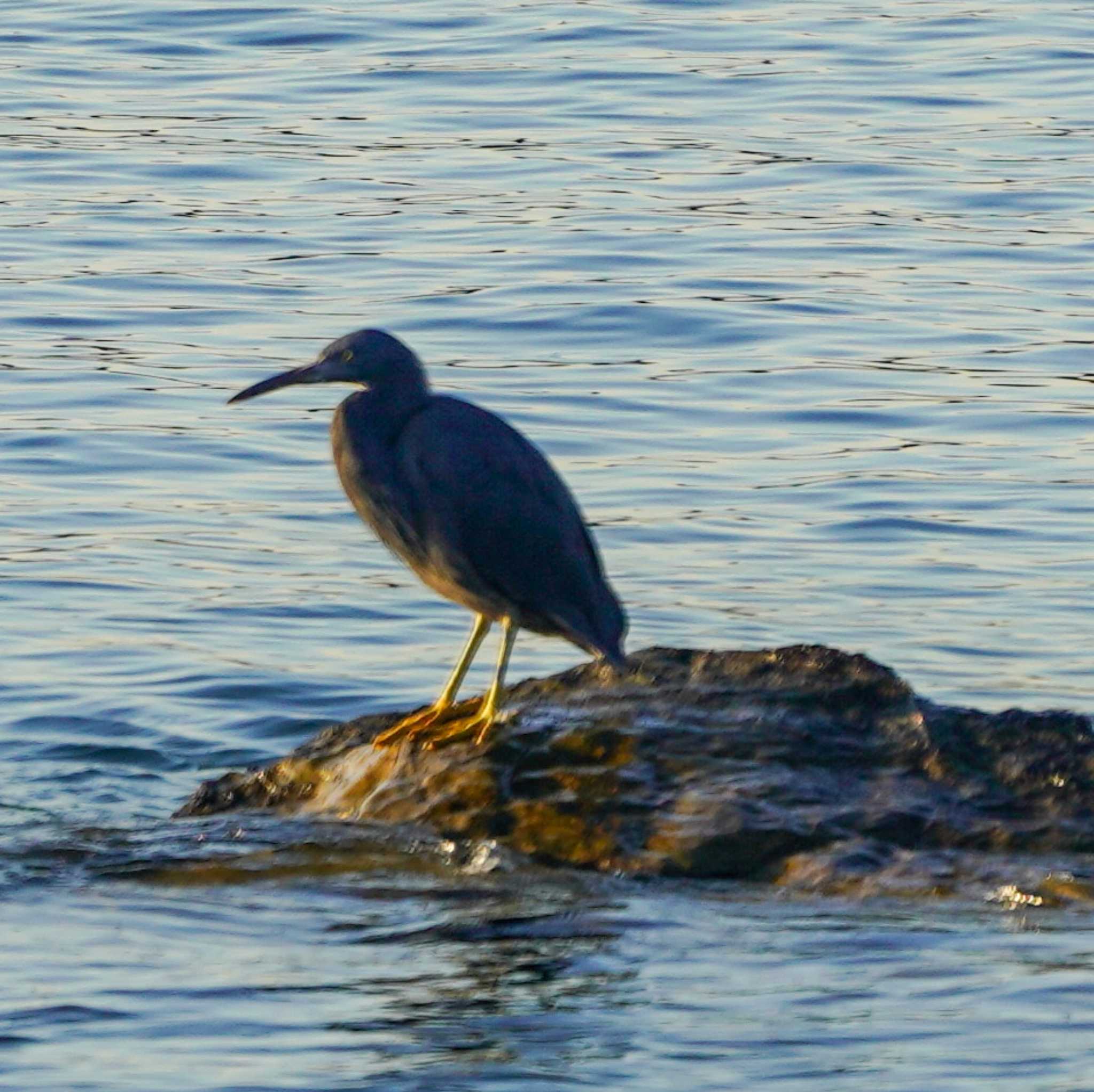 Photo of Pacific Reef Heron at 観音崎公園 by misa X