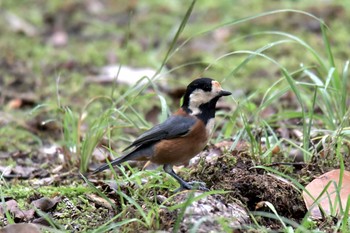 Sun, 9/23/2018 Birding report at 滋賀県近江富士花緑公園