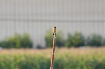 2023年10月13日(金) 鍋田干拓地の野鳥観察記録