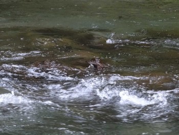 Brown Dipper 氷川キャンプ場 Wed, 10/11/2023