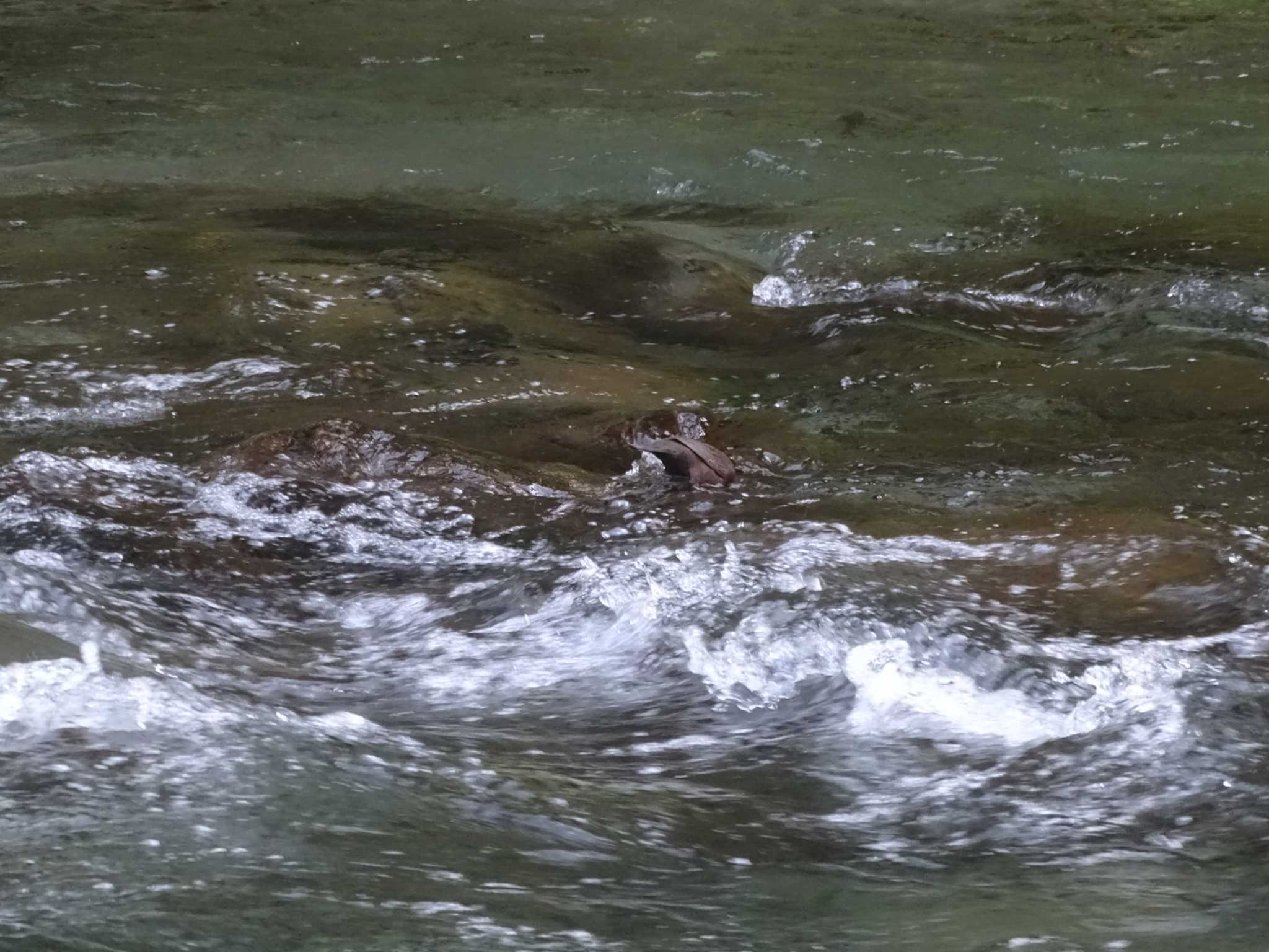 Brown Dipper