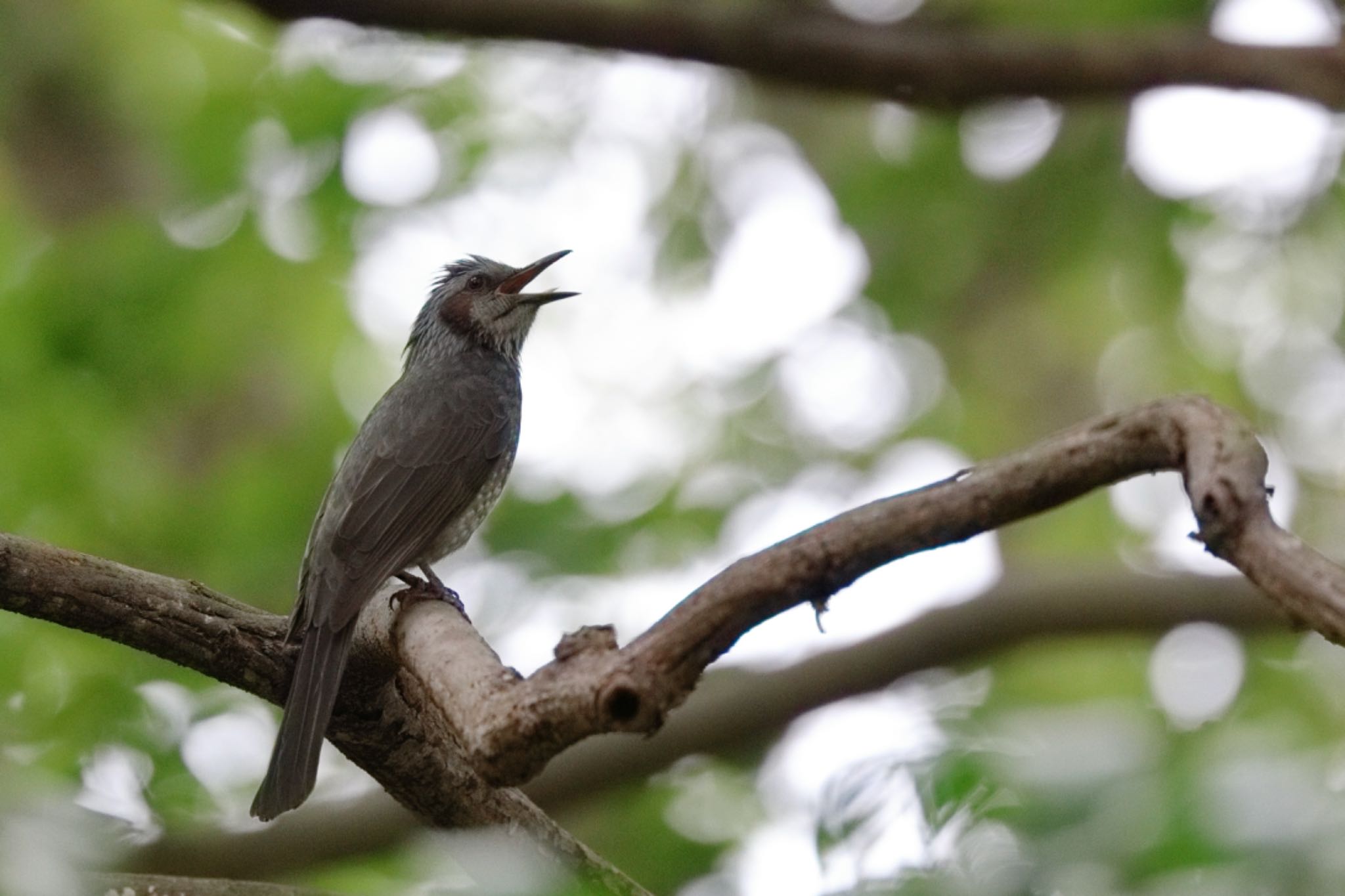 Photo of Brown-eared Bulbul at 舞鶴公園 by もんきち