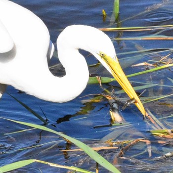 チュウダイサギ 葛西臨海公園 2023年10月13日(金)