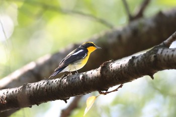 Narcissus Flycatcher 愛知県名古屋市　 Sun, 9/23/2018