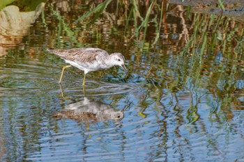 Marsh Sandpiper Inashiki Sat, 10/7/2023