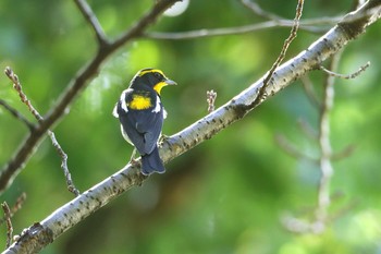 Narcissus Flycatcher 愛知県名古屋市 Sun, 9/23/2018