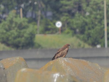 トビ 大磯照ヶ崎海岸 2023年10月12日(木)