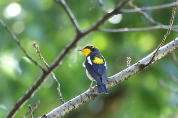 Narcissus Flycatcher 愛知県名古屋市 Sun, 9/23/2018