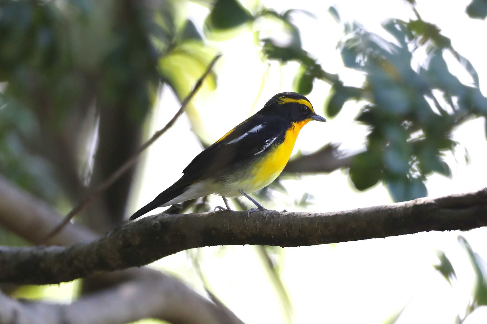 Photo of Narcissus Flycatcher at 愛知県名古屋市 by 髙木隆通