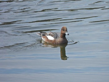 2023年10月14日(土) 境川遊水地公園の野鳥観察記録