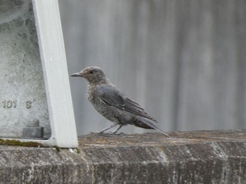 Blue Rock Thrush 布目ダム Sat, 7/15/2023