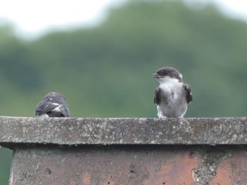 Asian House Martin 布目ダム Sat, 7/15/2023