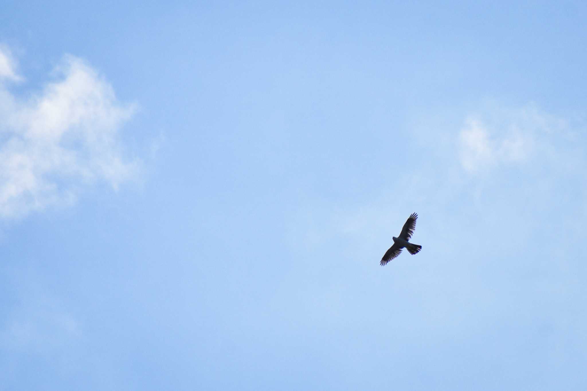 鷹の飛ぶ空 by NM🐥📷