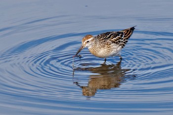 Sharp-tailed Sandpiper Inashiki Sat, 10/7/2023