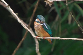 Sat, 10/14/2023 Birding report at 瀬上市民の森