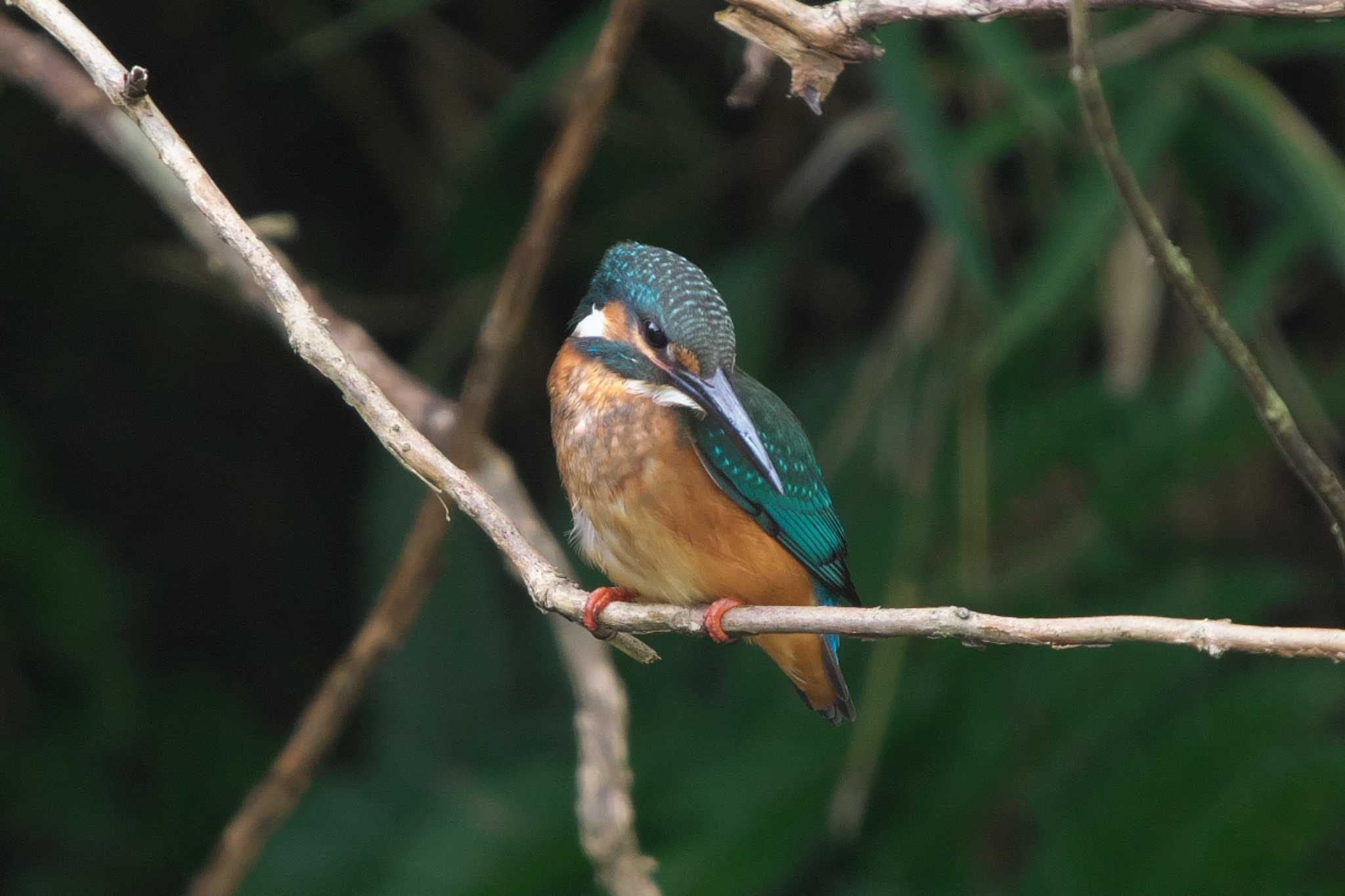 Photo of Common Kingfisher at 瀬上市民の森 by Y. Watanabe