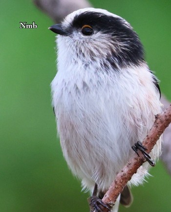 Long-tailed Tit Unknown Spots Unknown Date