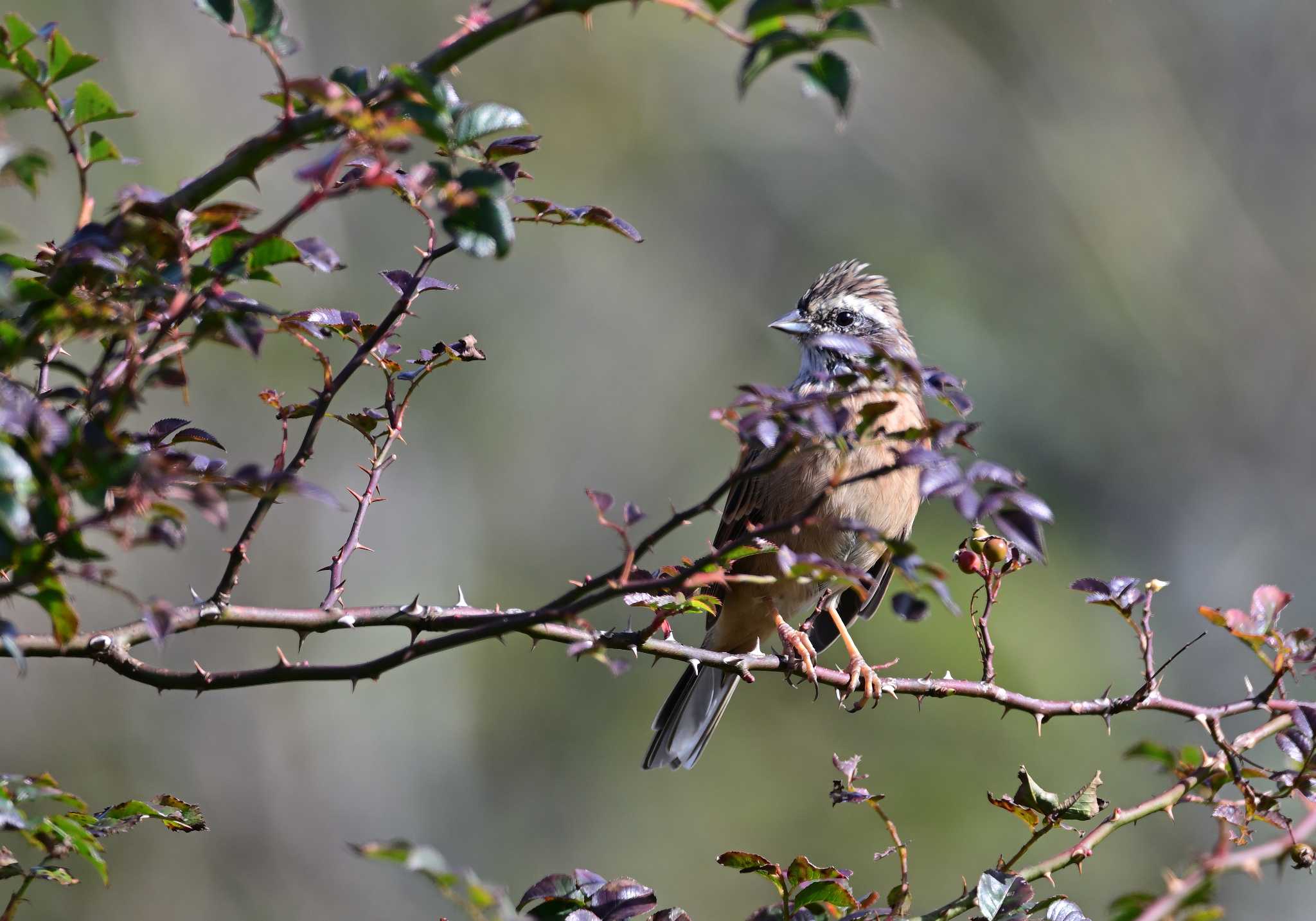 Meadow Bunting