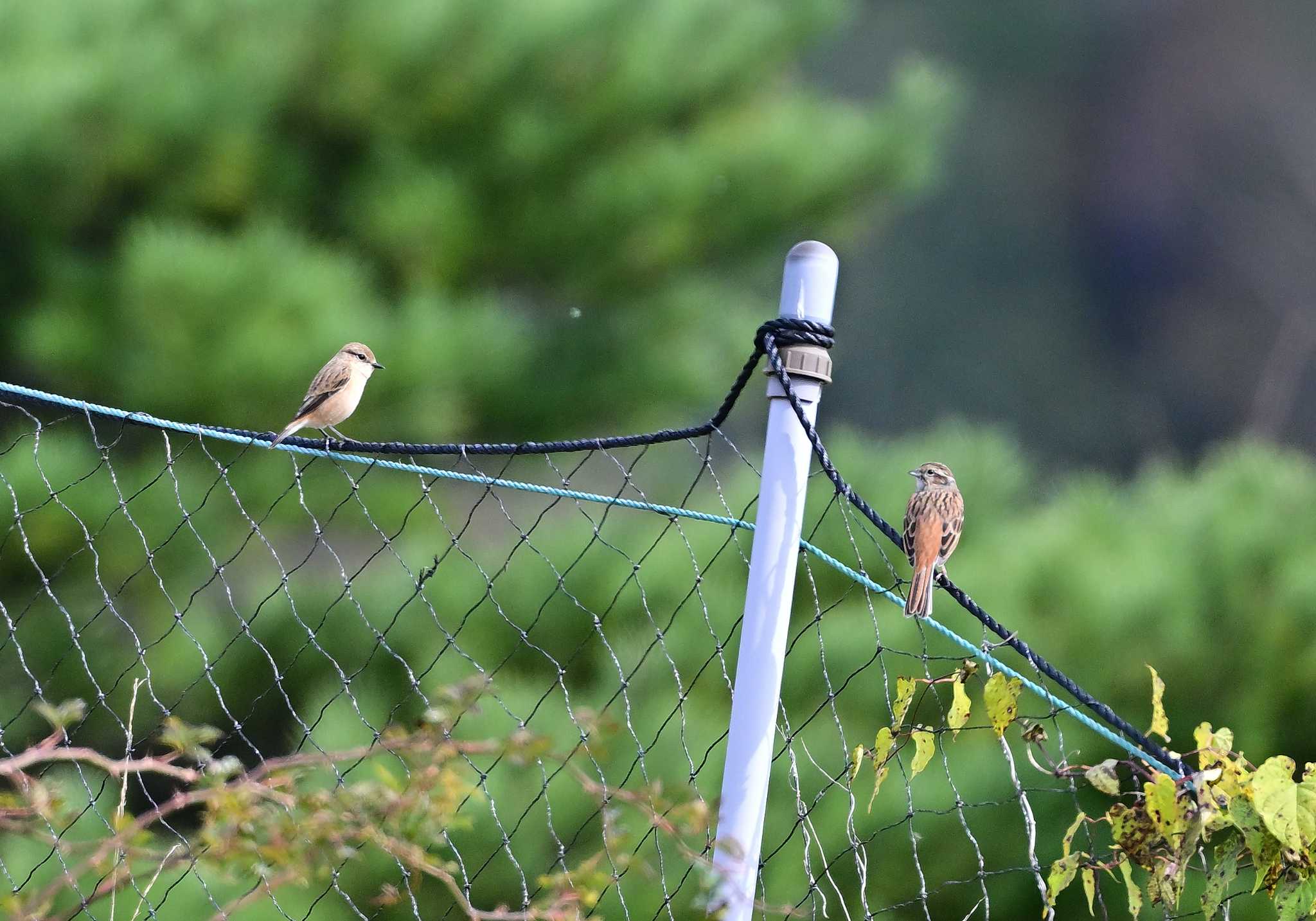 Amur Stonechat